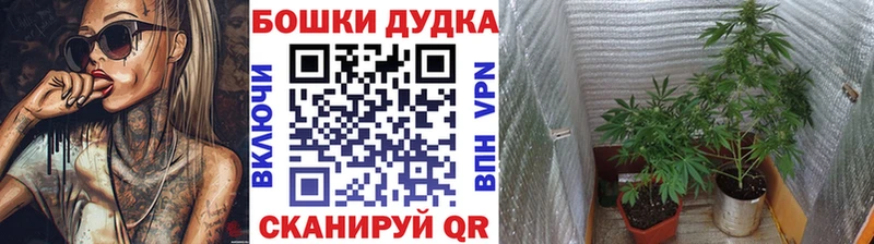Бошки Шишки план Ахтубинск